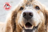 Pet door looking ruff? Here’s how to fix it