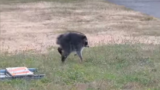 A disabled Seattle raccoon is winning hearts online