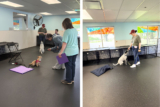How to Choose the Best Dog Training Treats – Farm To Pet