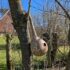 Another UMass Chan Animal Experimenter Caught Breaking the Rules