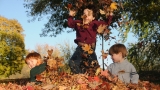 Should You Rake Leaves? Pests, Ticks & ‘Leave the Leaves’