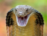 5 Fun Facts About Snakes