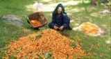 Ladakh scholar turns apricot waste into eco-friendly soil enhancer