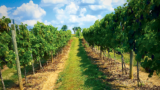 Vino 301 Wine Concierge