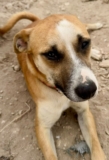 Levi – Podenco Mix Puppy