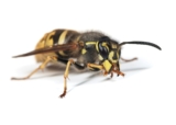 Lifespan of a Wasp: How Long Do Wasps Live?