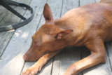 What My Dog’s Heart Disease Taught Me (That I Wish I’d Known Sooner)