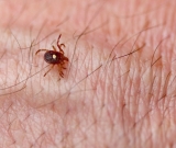 How to Get Rid of Lone Star Ticks in Your Yard