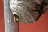 What Does a Wasp Nest Look Like?