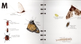 A Day in the Life of Bugs – Lisa Connors