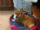Rescue Spotlight: Miss Maxi Seeks Forever Family!