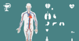Essential Tips for Maintaining Optimal Health Introduction: