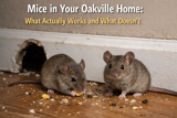 How to Stop Mice Enter Oakville Homes in Winter