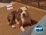 What Doesn’t Reset When the Calendar Does – Pibbles & More Animal Rescue