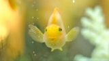 Why Compatibility Is Everything (In Your Tank And Beyond)