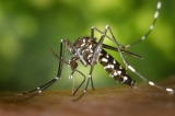 🦟 Mosquitoes Singapore: Dengue Season Peak & Wolbachia Control