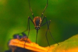 Stop Mosquitoes This Awareness Week