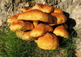 What are Medicinal Mushrooms? – Mission C