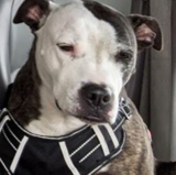 My Dog Has Cancer, 7 Tips For Dealing With Cancers In Dogs