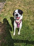 Nana-Mixed-breed