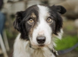 Dog Staring at Nothing – Is This Normal?