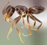 Why Ants Invade Homes | Stomp Pest Control NC