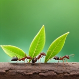 Why Ants Enter Around Kitchen Exhaust Vents Explained by Broken Arrow Exterminator