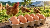 From Farm to Carton: How Transparency Standards Became the New Competitive Edge for Organic Egg Brands