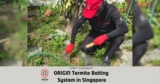 Does ORIGIN Provide Termite Baiting in Singapore?
