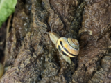 Snails Can Make Their Slime Sticky, Slippery, Foamy or Hard Depending on Their Needs. Here’s How They Tweak Their Multipurpose Mucus