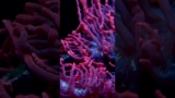 Black Widow Anemone Tank