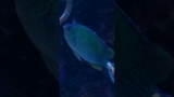 Green Chromis Spawning