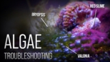 6 Reef Tank Nuisance Algae and How to Beat Them