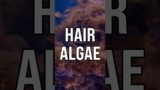 Dealing with Hair Algae