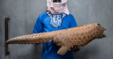 How This New DNA Tool Could Reveal Where Trafficked Pangolins Were Poached