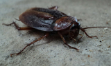 Identify Cockroach Eggs | Stomp Pest Control Guide