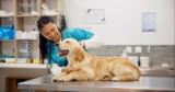 Pet Care Business Insurance | EINSURANCE