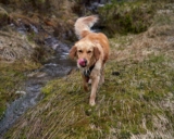 How to Get Rid of Dog Odor: A Science-Based Guide to Eliminating Dog Smell