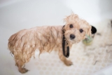 Why Are Mobile Dog Grooming Services Booming? How to Get Started