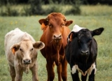 Build a Better Fall Processing Plan for Calves