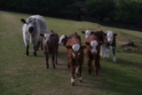 Low-Stress Weaning Tips for Healthier Calves