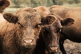 Are Your Replacement Heifers Worth Keeping?