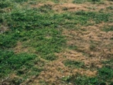 What Your Pasture Weeds Are Really Telling You