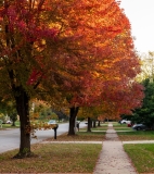 Fall Tree Care Cincinnati | Ahlum & Arbor