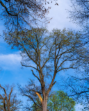 Storm Damaged Trees Cincinnati | Ahlum & Arbor