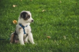 Why It Happens and How to Stop It – Bullyfambam Blog