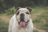Top 10 Things to Know About English Bulldogs