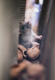 Signs of Roof Rats | Common Signs of Roof Rats in Phoenix