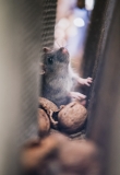 Protecting Your Business Reputation | KY-KO Pest Prevention