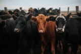 How to Actually Spot BRD Before Calves Crash